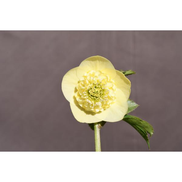 クリスマスローズ開花株 SDイエローモーリー 313 現品限り : 金井園芸