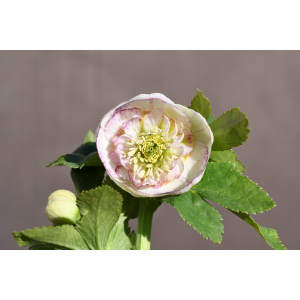 ひなっち クリスマスローズ 開花実績株 DD小輪カシス ひなっち