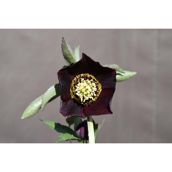 クリスマスローズ開花株 SDグロッシーカラー☆グロスチョコレートピ