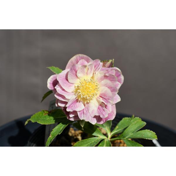 クリスマスローズ開花株 DDプリマヴェーラゴールド 325 現品限り