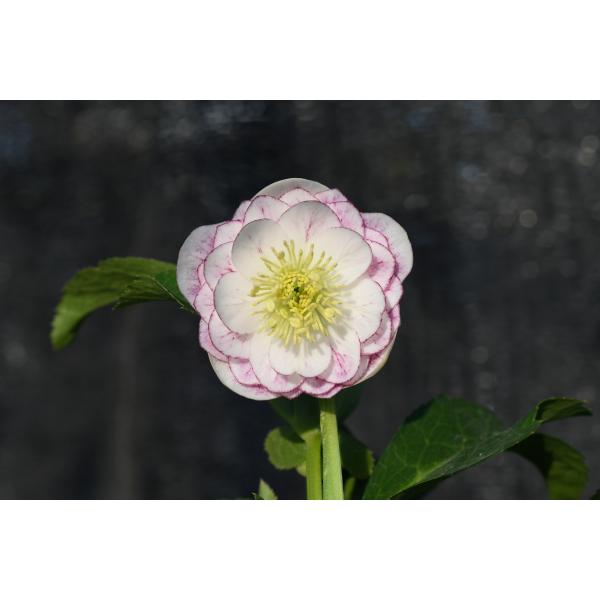 クリスマスローズ開花株 芳香性DDフレグランスプリマヴェーラ 326 現品