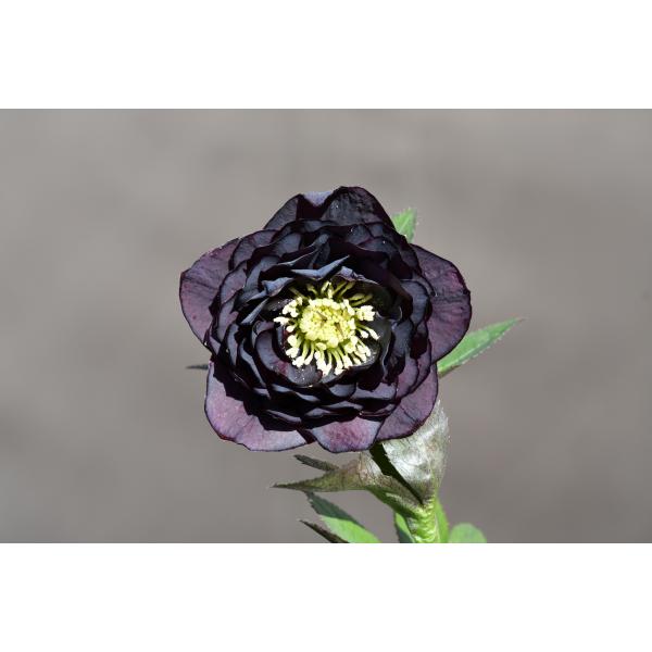 おまとめ2点 クリスマスローズ開花株 Dariahroseです。 クリスマス