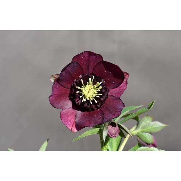 クリスマスローズ開花株 SDグロッシーカラー☆グロスバーガンディ