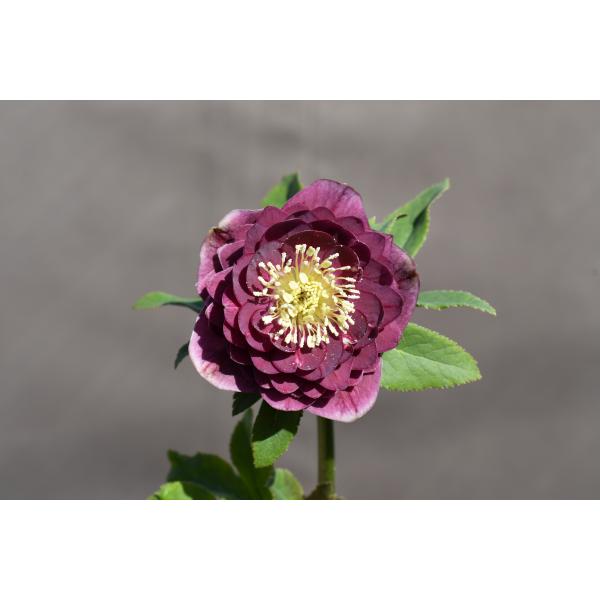 おまとめ2点　クリスマスローズ開花株　Dariahroseです。 おまとめ2点 クリスマスローズ開花株 Dariahroseです。 クリスマス