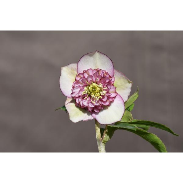 クリスマスローズ開花株 SDバイカラーモーリー 349 現品限り : 金井