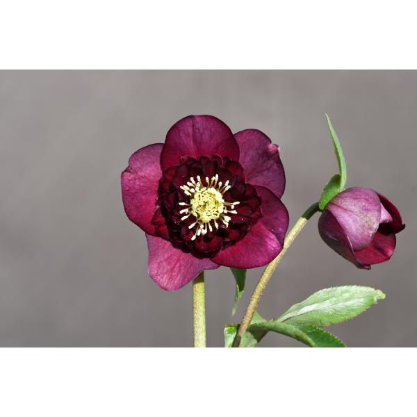 クリスマスローズ開花株 SDキラメキ☆ディープレッド 361 現品限り