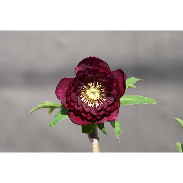 さくさく クリスマスローズ 小苗 DDシャノワール×DDシャノワール 新春セール」クリスマスローズ 小苗 DDシャノワール×DDシャノワール