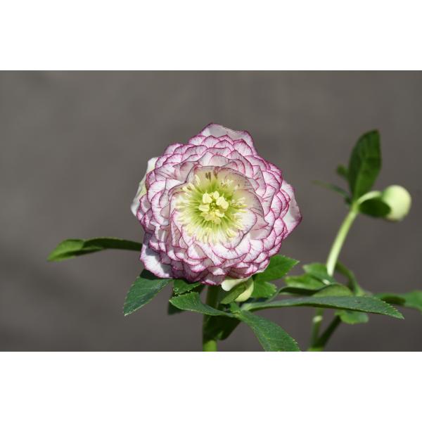 クリスマスローズ開花株 DDホワイトアフロディーテ 372 現品限り