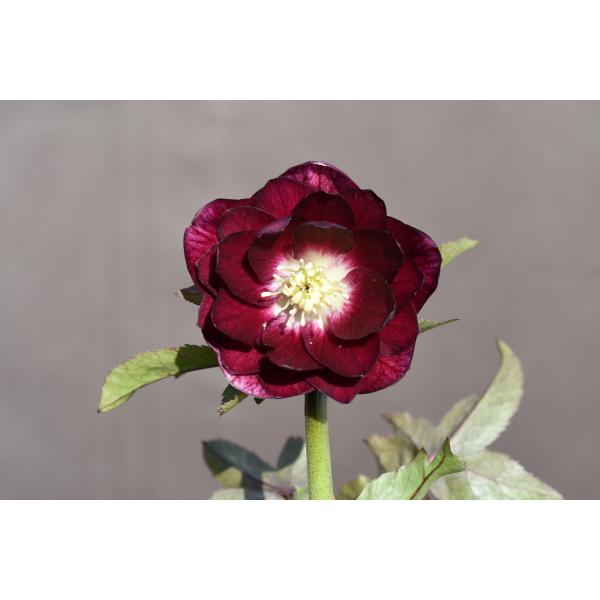 クリスマスローズ開花株 DDグロッシーカラー☆グロスレッド底白系 374