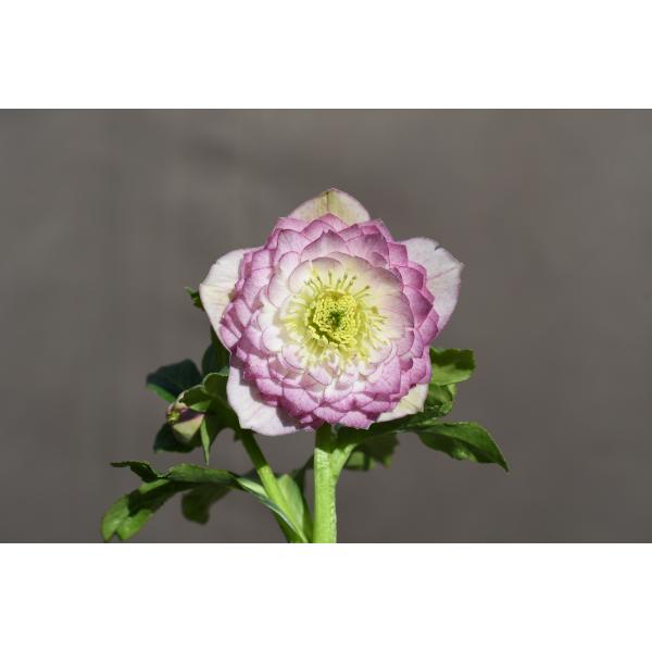 ♡開花中♡クリスマスローズ　DDグラマラスピンク クリスマスローズ開花株 DDピンクグラデーションリトルアフロディーテ