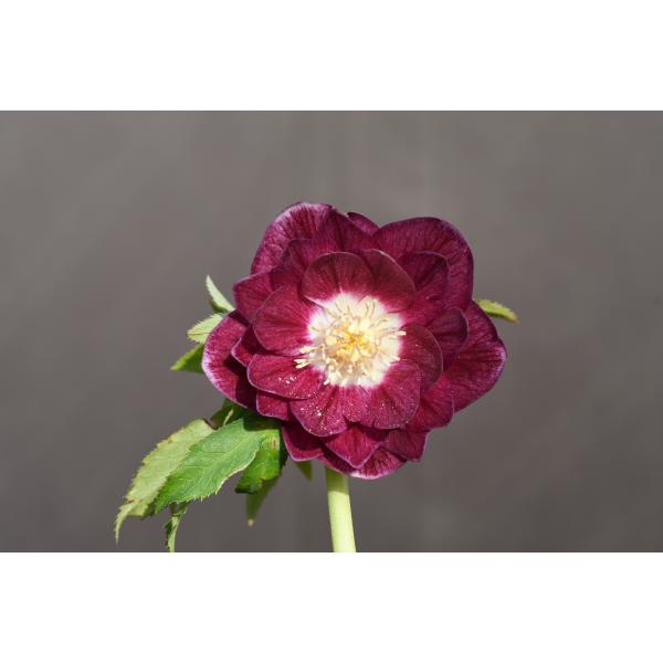 クリスマスローズ 開花実績株 DDフレグランス裏絞りオーレア