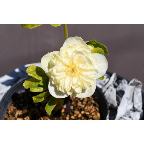 クリスマスローズ開花株 DDアフロディーテゴールド 392 現品限り