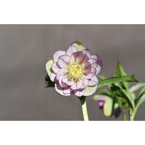 クリスマスローズ開花株 DDバイカラーベイン 39 3現品限り : 金井園芸