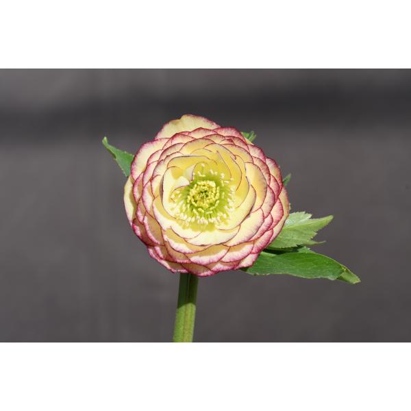 クリスマスローズ開花株 DDアフロディーテ 396 現品限り : 金井園芸