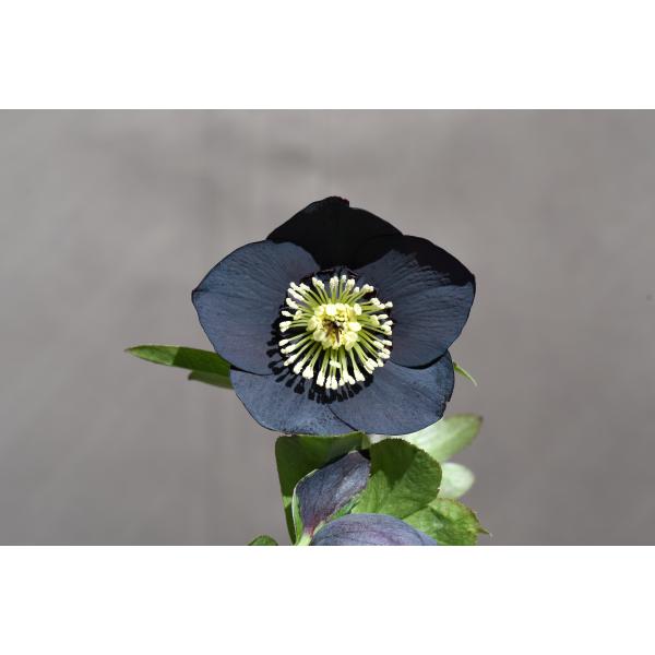 クリスマスローズ開花株 SDブラック 399 現品限り : 金井園芸 - 通販