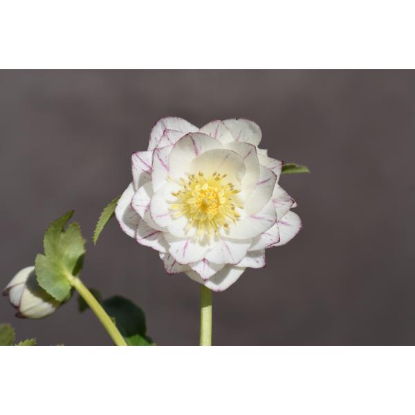 クリスマスローズ 開花実績株 DDホワイトゴールドスポット クリスマスローズ開花株 DDプリマヴェーラホワイトゴールド 400 現品