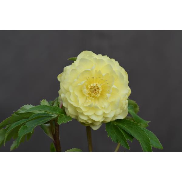 クリスマスローズ開花株 DDアフロディーテゴールド 403 現品限り