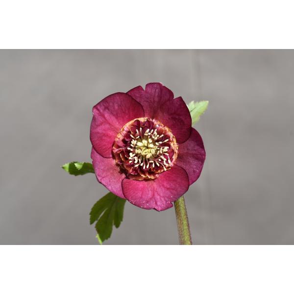 ひなっち クリスマスローズ 開花実績株 DD小輪カシス クリスマスローズ開花株 SDグロッシーカラー☆グロスパープルレッドピ