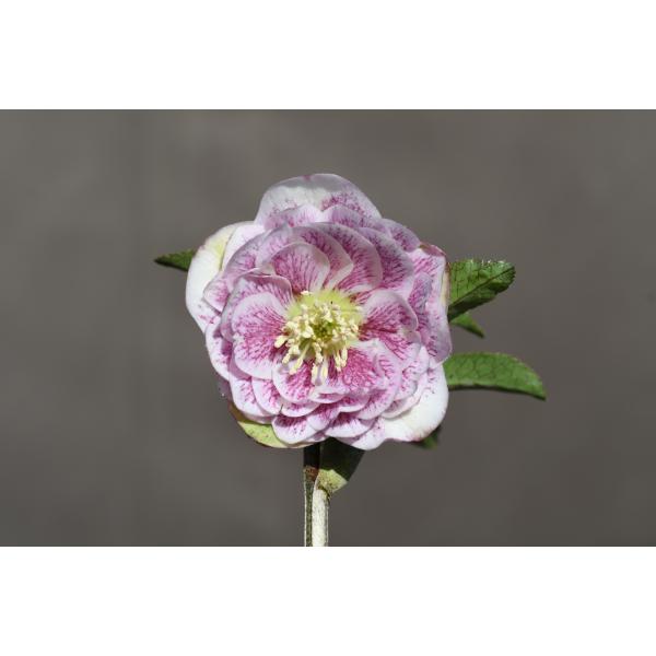 クリスマスローズ開花株 DDミストブロッチ 410 現品限り : 金井園芸