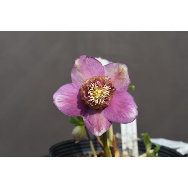 クリスマスローズ開花株 SDゴールドモーリー 413 現品限り : 金井園芸