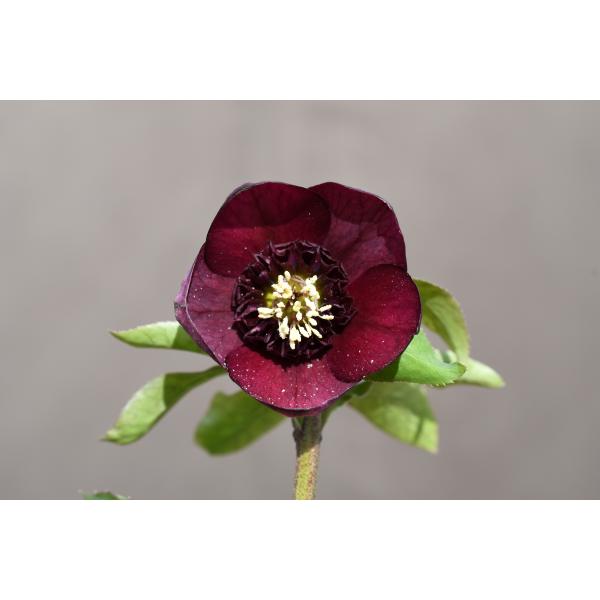 クリスマスローズ開花株 SDグロッシーカラー☆カップ咲きグロス