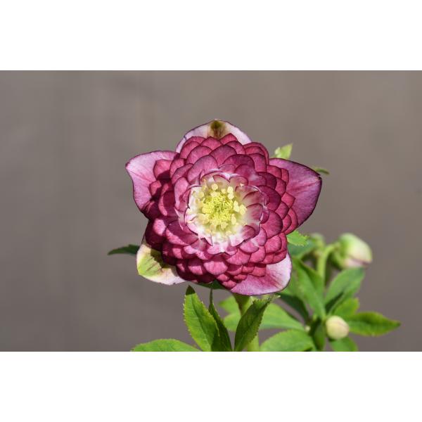 クリスマスローズ開花株 DD多弁咲き系リバーシブルレッド 421 現品限り