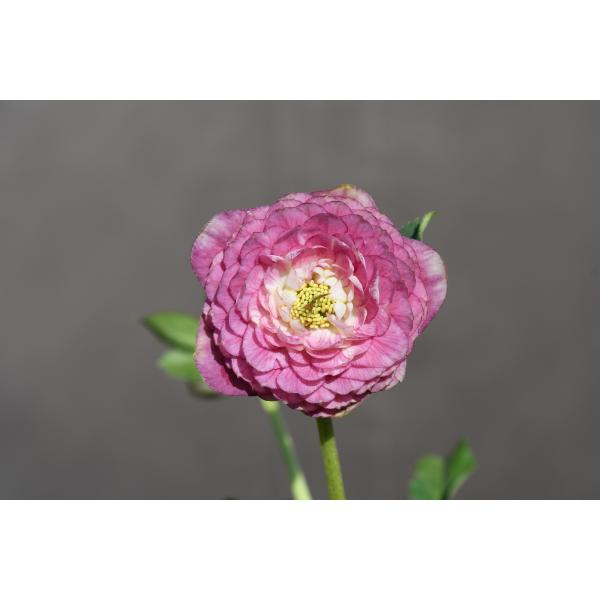 クリスマスローズ開花株 DDピンクアフロディーテ 423 現品限り : 金井