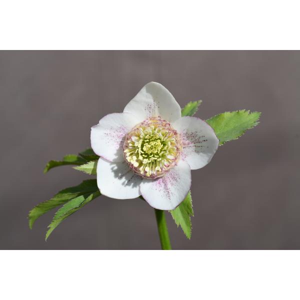 クリスマスローズ開花株 SD多弁咲き系ホワイトスプラッシュ 428 現品