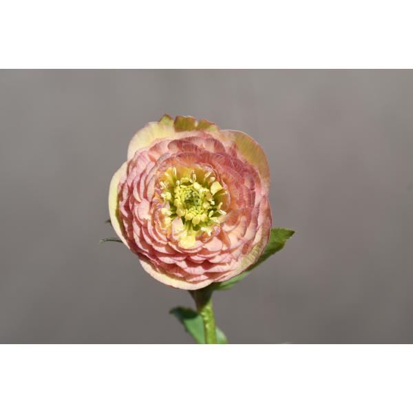 クリスマスローズ 開花実績株 DDアンティークピンク クリスマスローズ開花株 DDアンティークアフロディーテ 432 現品限り