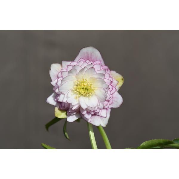 クリスマスローズ開花株 DDアフロディーテグラデーション 440 現品限り