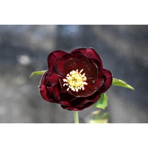 クリスマスローズ開花株 DDキラメキ☆ディープレッド 447 現品限り