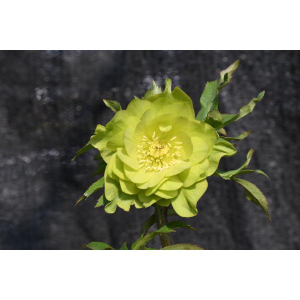 クリスマスローズ開花株 DD多弁咲き系グリーン 449 現品限り : 金井