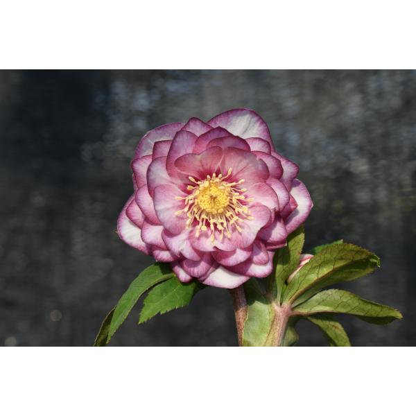 クリスマスローズ開花株 DDバイカラーピンクゴールドフラッシュ 453