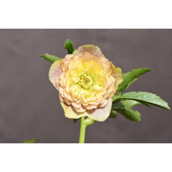 クリスマスローズ開花株 DDアフロディーテプリマヴェーラ 456 現品限り