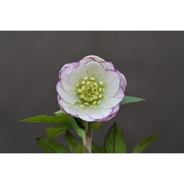 クリスマスローズ開花株 DDレッドエンジェル 479 現品限り : 金井園芸