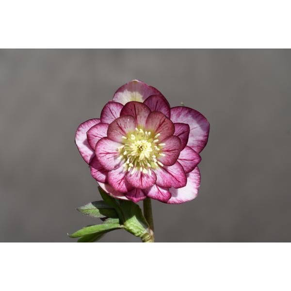 クリスマスローズ開花株 DDフレグランスグロッシーカラー☆グロスバイ