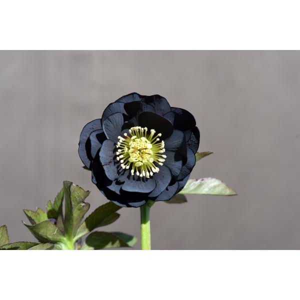 クリスマスローズ開花株 DD美黒姫 495 現品限り : 金井園芸 - 通販