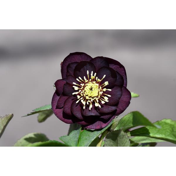 クリスマスローズ開花株 DDグロッシーカラー☆グロスダークレッド 498