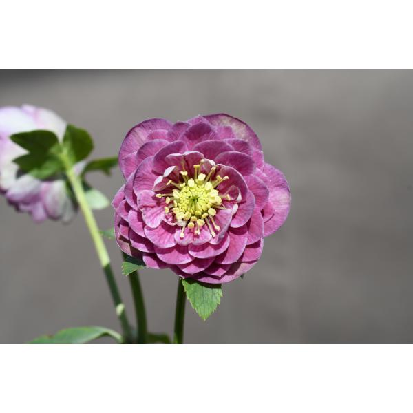 クリスマスローズ開花株 DD多弁咲き系リバーシブルレッドホワイト