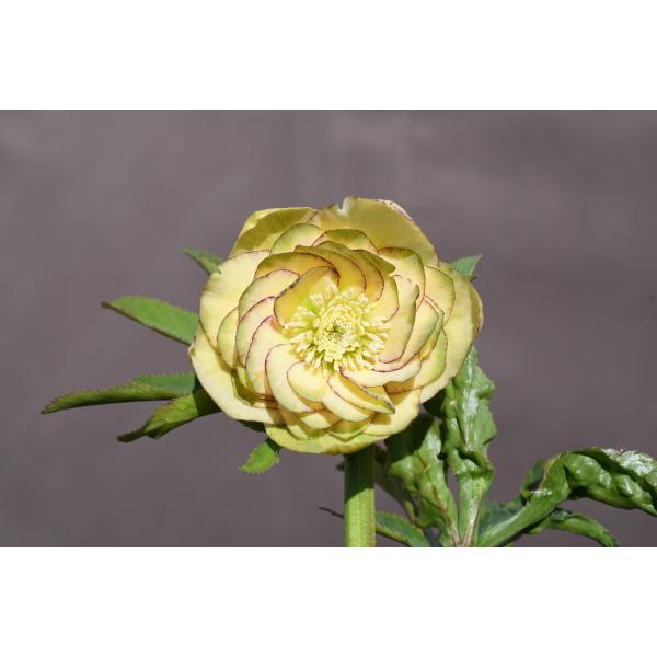 クリスマスローズ開花株 DDイエローグリーンリップレッドピコティ 503
