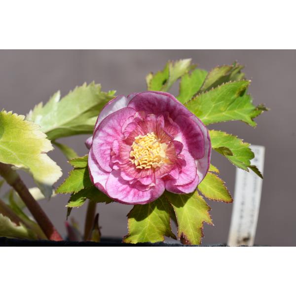 クリスマスローズ開花株 SDプリマヴェーラピンクゴールド 504 現品限り