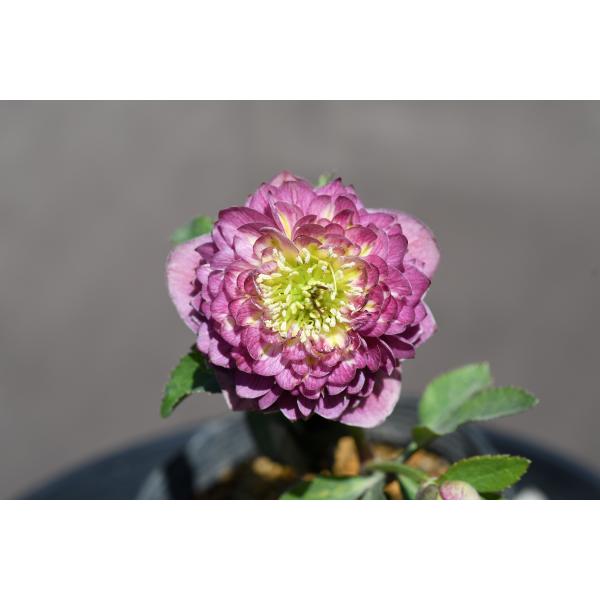 クリスマスローズ開花株 DDアンティークアフロディーテ 510 現品限り