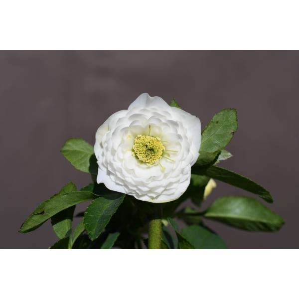 クリスマスローズ開花株 DDリトルアフロディーテ 515 現品限り : 金井