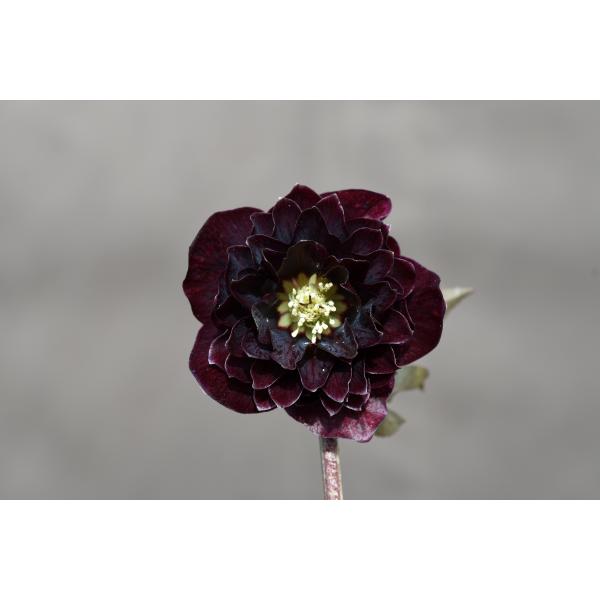 クリスマスローズ開花株 DDグロッシーカラー☆グロスダークローズ 537