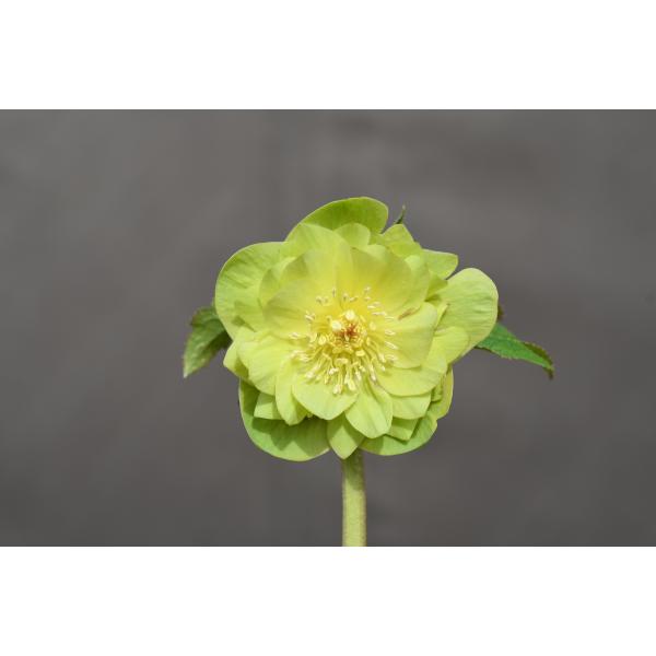 クリスマスローズ開花株 DDメロンゴールド 538 現品限り : 金井園芸