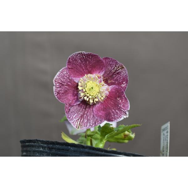 クリスマスローズ開花株 SDリバーシブルブロッチ 546 現品限り : 金井