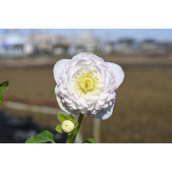 クリスマスローズ開花株 DDホワイトアフロディーテ 579 現品限り