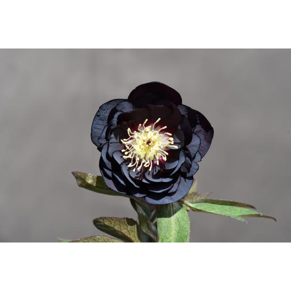クリスマスローズ開花株 DDブラックゴールド 592 現品限り : 金井園芸
