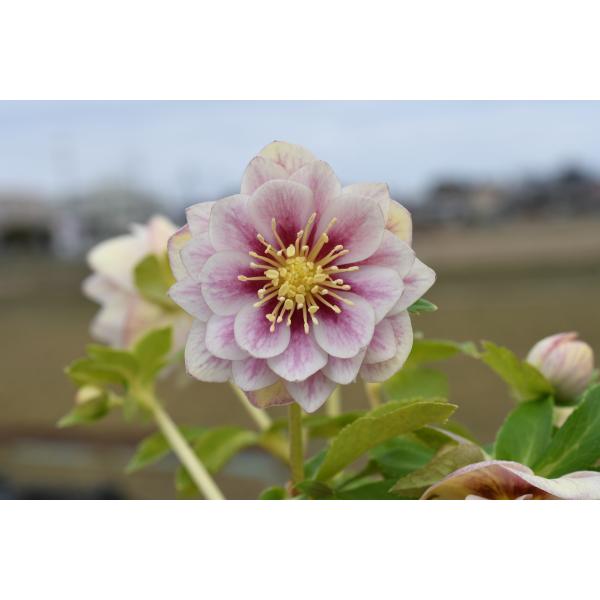 クリスマスローズ開花株 DDプリマヴェーラホワイトゴールド 634 現品