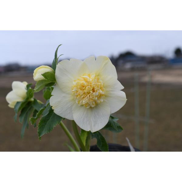 クリスマスローズ開花株 SDゴールドモーリー 640 現品限り : 金井園芸